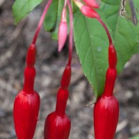 Fuchsia